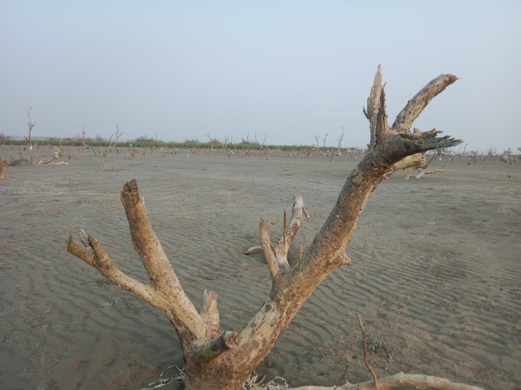 best-homestay-hotel-in-mousuni-island-nature